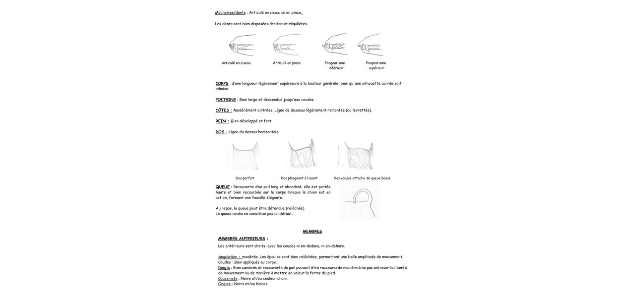 STANDARD ET MORPHOLOGIE biewer terrier JUIN 2025_pages-to-jpg-0002